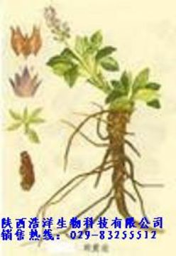 Rhizoma Picrorhizae P.E.